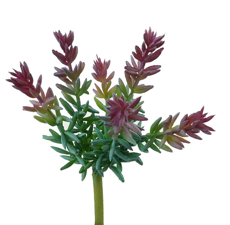 Campfire Succulent 19cm Red Green
