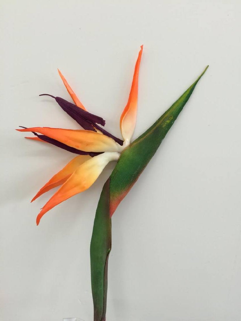 Bird Of Paradise