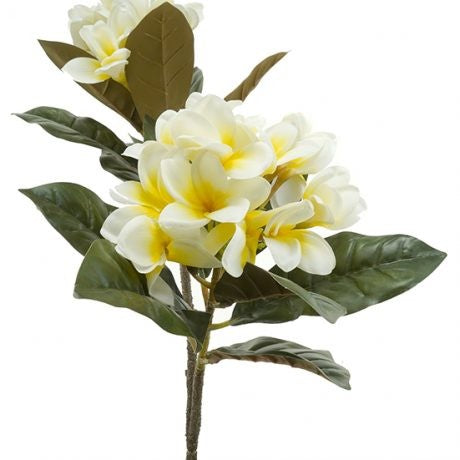 Frangipani Stem 81cm Cream