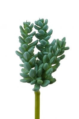 Mini Tom Thumb Succulent 13cm Green