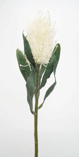 BANKSIA STEM 64CM CREAM